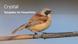  Presentation with sitting posture and computer ergonomics - Amazing PPT theme having eurasian-penduline-tit-sitting backdrop and a tawny brown colored foreground