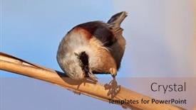  Presentation with sitting posture and computer ergonomics - Slide deck enhanced with eurasian-penduline-tit-sitting background and a coral colored foreground