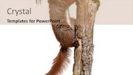  Presentation with climbing - Theme enhanced with eurasian-red-squirrel-climbing background and a coral colored foreground