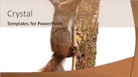  Presentation with climbing - Slide deck consisting of eurasian-red-squirrel-climbing background and a coral colored foreground