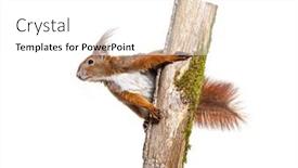  Presentation with climbing - Presentation having eurasian-red-squirrel-climbing background and a white colored foreground