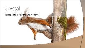  Presentation with tree - PPT theme enhanced with eurasian-red-squirrel-climbs background and a white colored foreground