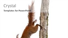  Presentation with tree - Presentation design featuring eurasian-red-squirrel-getting background and a white colored foreground