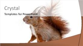  Presentation with camera - Presentation enhanced with eurasian-red-squirrel-looking background and a white colored foreground