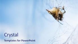  Presentation with net - Presentation theme enhanced with eurasian-reed-warbler-caught background and a sky blue colored foreground