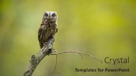  Presentation with branch - Cool new slide set with eurasian scops owl otus scops - small scops owl on a branch in autumnal forest backdrop and a gold colored foreground