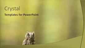  Presentation with branch - Presentation design enhanced with eurasian scops owl otus scops - small scops owl on a branch in autumnal forest background and a yellow colored foreground