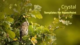 Presentation with branch - Theme having eurasian-scops-owl-otus-scops background and a tawny brown colored foreground