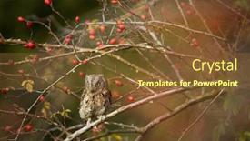  Presentation with branch - Amazing presentation design having eurasian-scops-owl-otus-scops backdrop and a tawny brown colored foreground