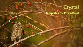  Presentation with cartoon owl - PPT theme featuring eurasian-scops-owl-otus-scops background and a tawny brown colored foreground