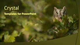  Presentation with branch - Presentation design featuring eurasian-scops-owl-otus-scops background and a tawny brown colored foreground