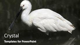  Presentation with animal - Presentation with eurasian spoonbill platalea leucorodia also known as the common spoonbill wild life animal background and a dark gray colored foreground