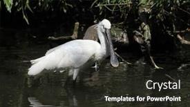  Presentation with animal - PPT theme featuring eurasian spoonbill platalea leucorodia also known as the common spoonbill wild life animal background and a wine colored foreground