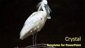  Presentation with wildlife - Theme consisting of eurasian spoonbill platalea leucorodia also known as the common spoonbill wildlife animal background and a wine colored foreground