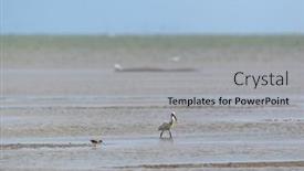  Presentation with sea - Slide set featuring eurasian-spoonbill-wading-in-wadden background and a light gray colored foreground