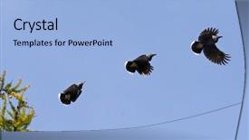  Presentation with flight - Slide set having eurasian spotted nutcracker in flight background and a light blue colored foreground