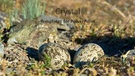  Presentation with stone - Slide deck with eurasian-stone-curlew-burhinus-oedicnemius background and a coral colored foreground