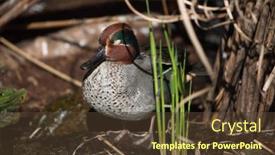  Presentation with teal - Colorful theme enhanced with eurasian-teal-anas-crecca backdrop and a tawny brown colored foreground