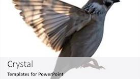  Presentation with sparrow - Presentation theme featuring eurasian-tree-sparrow-in-flight background and a  colored foreground