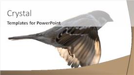  Presentation with sparrow - PPT theme featuring eurasian-tree-sparrow-in-flight background and a white colored foreground