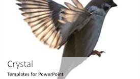  Presentation with sparrow - PPT theme consisting of eurasian-tree-sparrow-in-flight background and a  colored foreground
