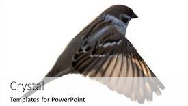  Presentation with sparrow - Slides with eurasian-tree-sparrow-in-flight background and a white colored foreground