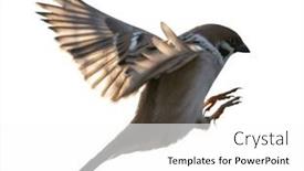  Presentation with sparrow - Slides consisting of eurasian-tree-sparrow-in-flight background and a white colored foreground