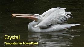  Presentation with juggling - Slide set featuring europe china - dalmatian pelican pelecanus crispus juggling background and a  colored foreground