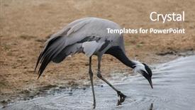  Presentation with crane - PPT theme featuring europe china - demoiselle crane anthropoides virgo also background and a coral colored foreground