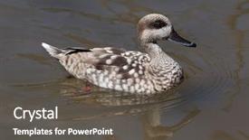  Presentation with duck - Amazing PPT theme having europe china - marbled duck marmaronetta angustirostris also backdrop and a dark gray colored foreground