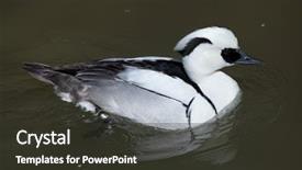  Presentation with wildlife - Theme with europe china - smew mergellus albellus wildlife animal background and a dark gray colored foreground