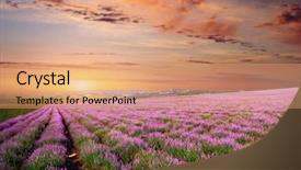  Presentation with lavender - Presentation consisting of europe lansdcape france - meadow of lavender nature composition background and a coral colored foreground
