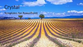  Presentation with lavander - Beautiful PPT theme featuring europe lansdcape france - scenery of french provence series backdrop and a  colored foreground