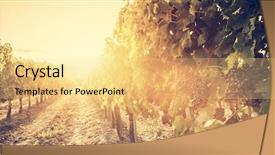  Presentation with tuscany - Presentation design enhanced with europe vingtage - vineyard in tuscany italy wine background and a blonde colored foreground