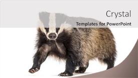  Presentation with walking - Theme featuring european-badger-six-months-old background and a light gray colored foreground