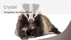  Presentation with old - Cool new slides with european-badger-six-months-old backdrop and a white colored foreground