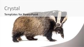 Presentation with camera - Colorful PPT theme enhanced with european-badger-six-months-old backdrop and a white colored foreground