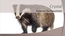  Presentation with camera - PPT layouts featuring european-badger-walking-towards background and a light gray colored foreground