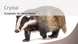  Presentation with old camera and film sound - Audience pleasing slide deck consisting of european-badger-walking-towards backdrop and a white colored foreground