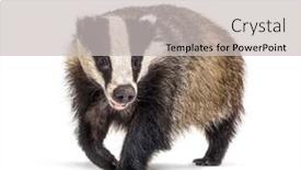  Presentation with walking - Audience pleasing presentation theme consisting of european-badger-walking-towards backdrop and a  colored foreground