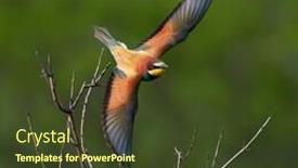  Presentation with bee - Colorful theme enhanced with european bee-eater merops apiaster in natural habitat backdrop and a tawny brown colored foreground