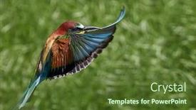  Presentation with bee - Beautiful slide set featuring european bee-eater merops apiaster in natural habitat backdrop and a tawny brown colored foreground