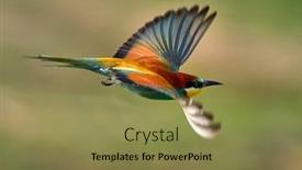  Presentation with bee - Audience pleasing slide deck consisting of european bee-eater merops apiaster in natural habitat backdrop and a gold colored foreground