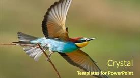  Presentation with bee - Audience pleasing slide set consisting of european-bee-eater-merops-apiaster backdrop and a tawny brown colored foreground
