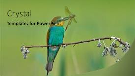  Presentation with bee - Slides enhanced with european-bee-eater-merops-apiaster background and a seafoam green colored foreground