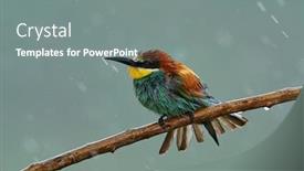  Presentation with rainy day - Presentation theme enhanced with european-bee-eater-merops-apiaster background and a gray colored foreground