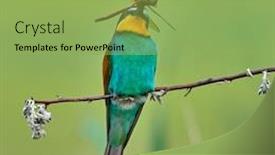  Presentation with bee - Cool new presentation design with european-bee-eater-merops-apiaster backdrop and a yellow colored foreground