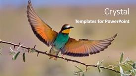  Presentation with bee - Colorful presentation design enhanced with european-bee-eater-merops-apiaster backdrop and a coral colored foreground