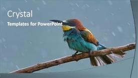  Presentation with rainy day - Theme having european-bee-eater-merops-apiaster background and a seafoam green colored foreground