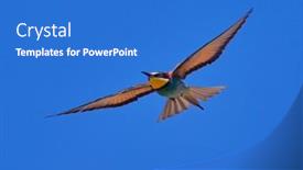  Presentation with bee - PPT layouts enhanced with european-bee-eater-merops-apiaster background and a teal colored foreground